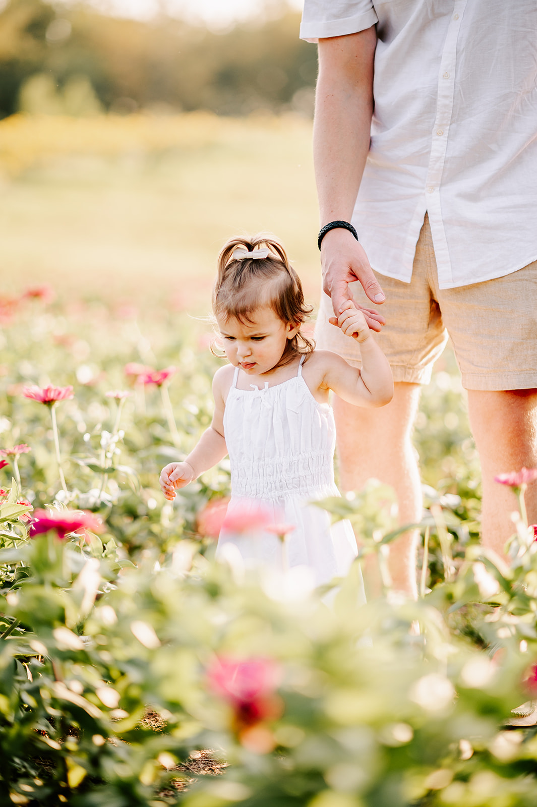 A toddler explores a field of red flowers while holding her father's finger Dogwood Farms
